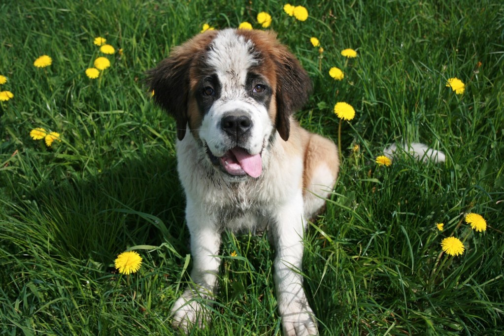 A St. Bernard puppy sitting outdoors