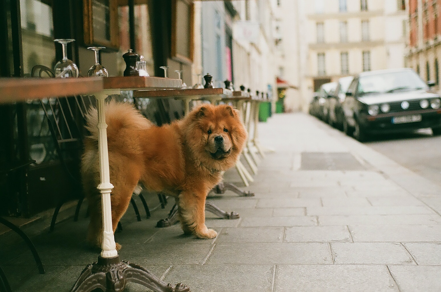 A Chow Chow dog stands outside of a restaurant
