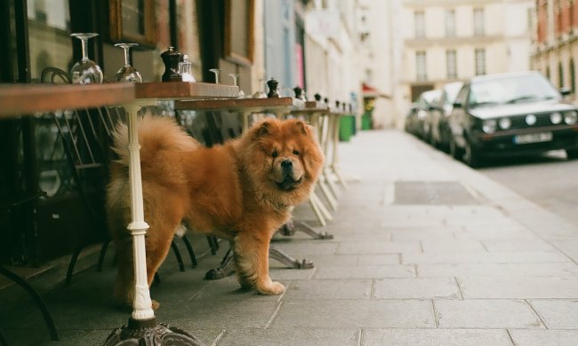 A Chow Chow dog stands outside of a restaurant