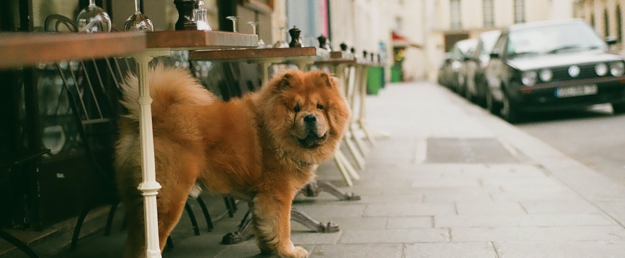 A Chow Chow dog stands outside of a restaurant