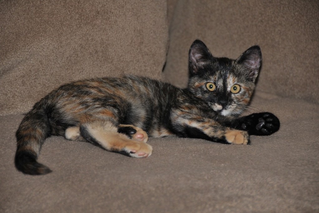 A tortoiseshell kitten rests on the couch