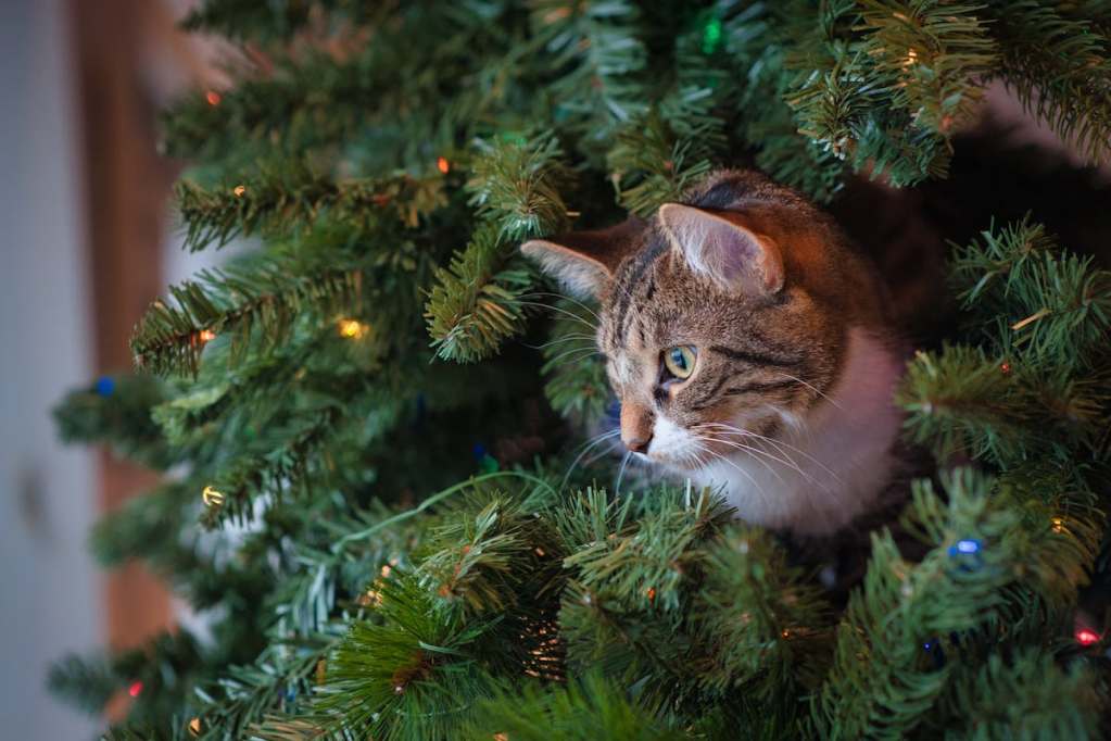 a cat in a christmas tree