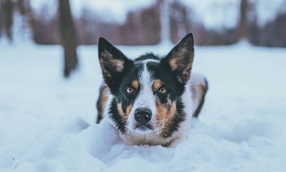 dog in a snow mound