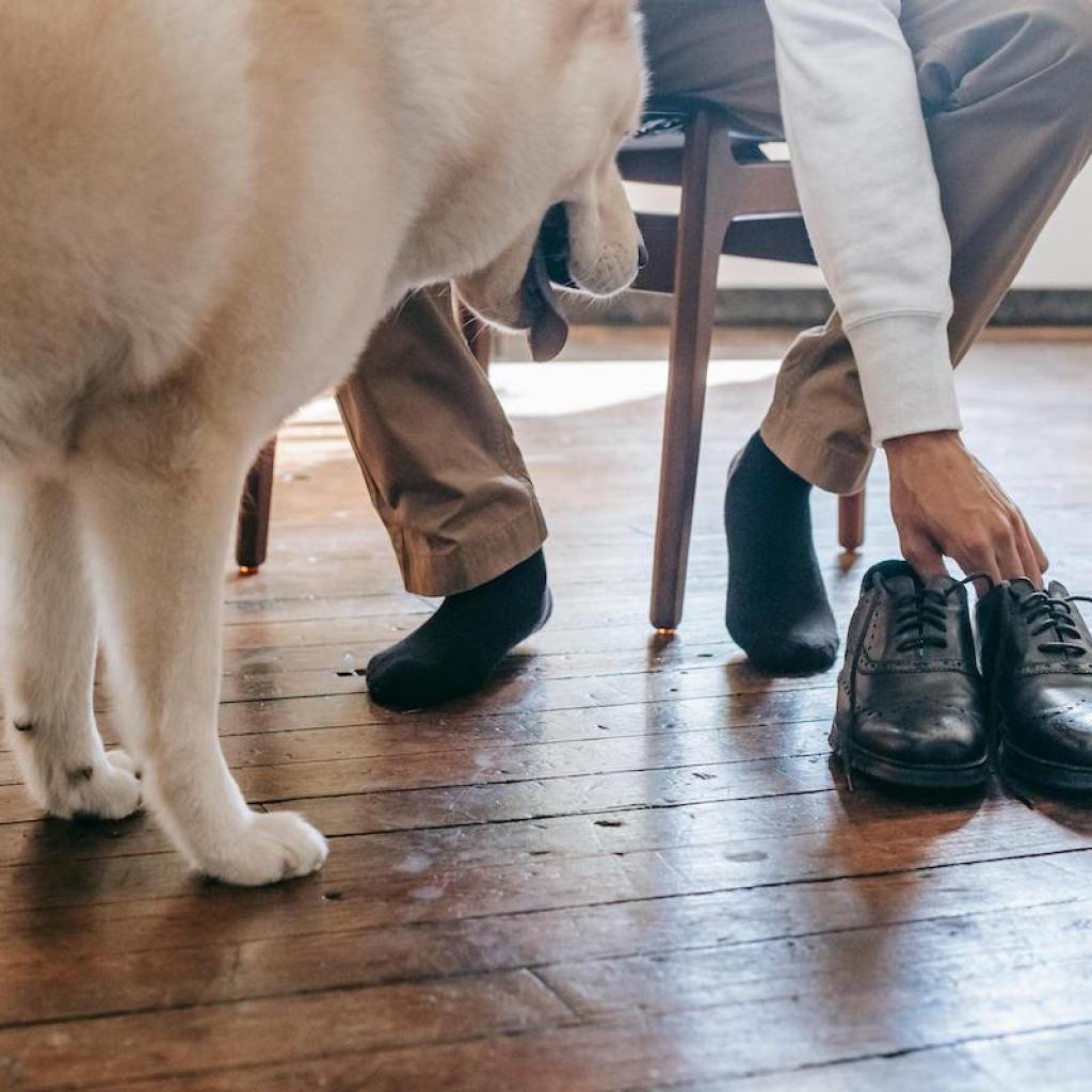 dog new years resolutions looking at mans shoes