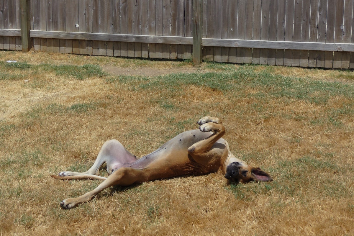 A great dane lies in the grass