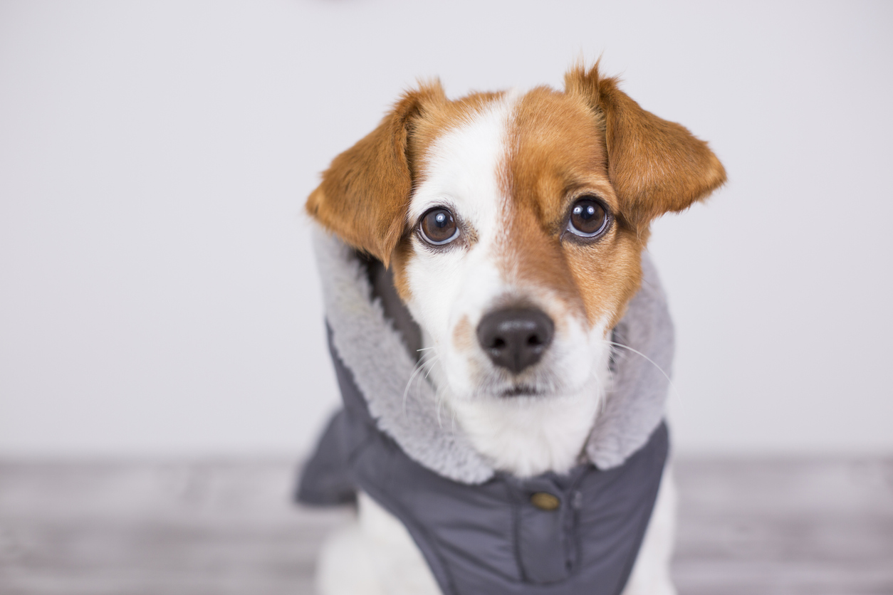 dog wearing fleece vest