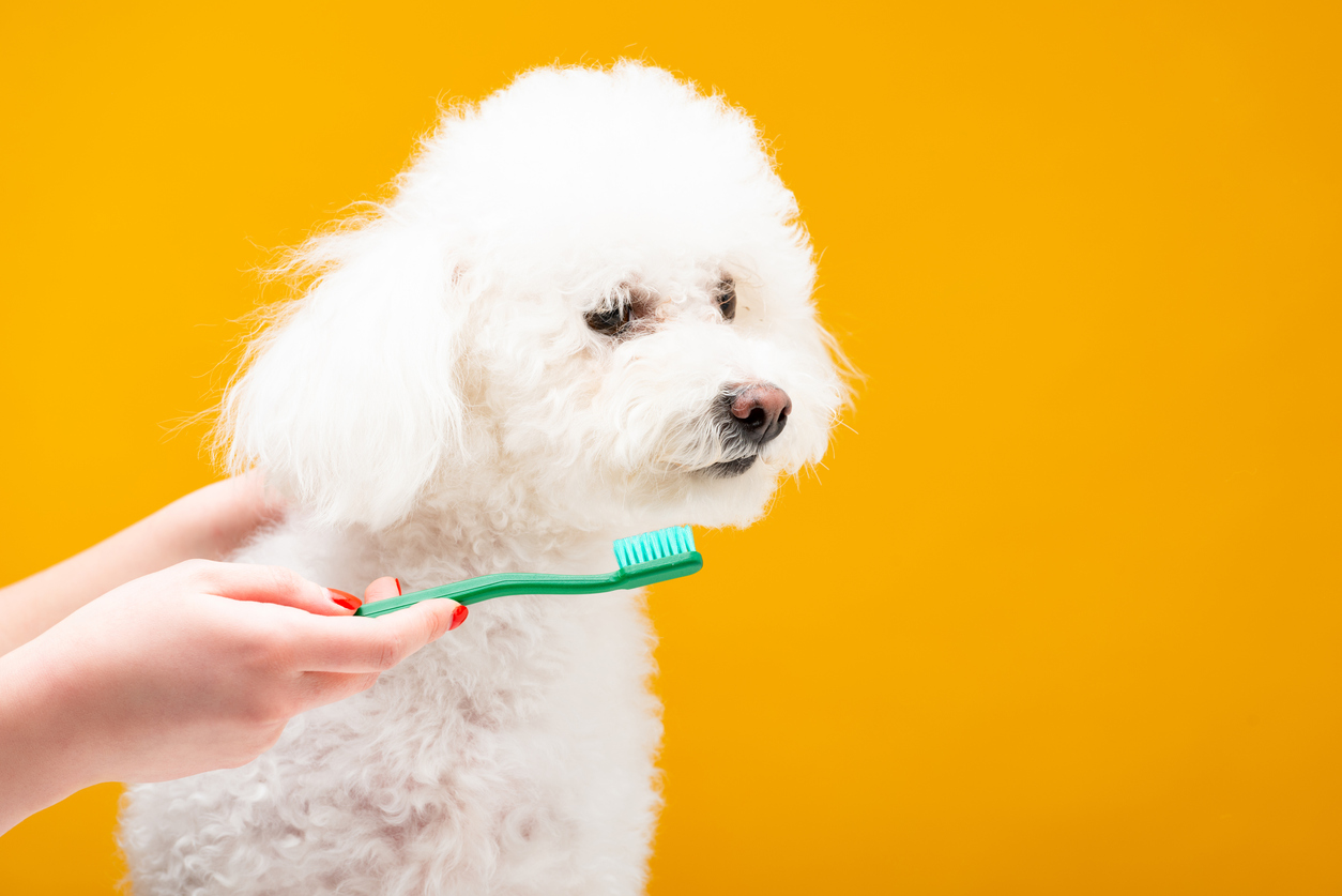 dog with toothbrush