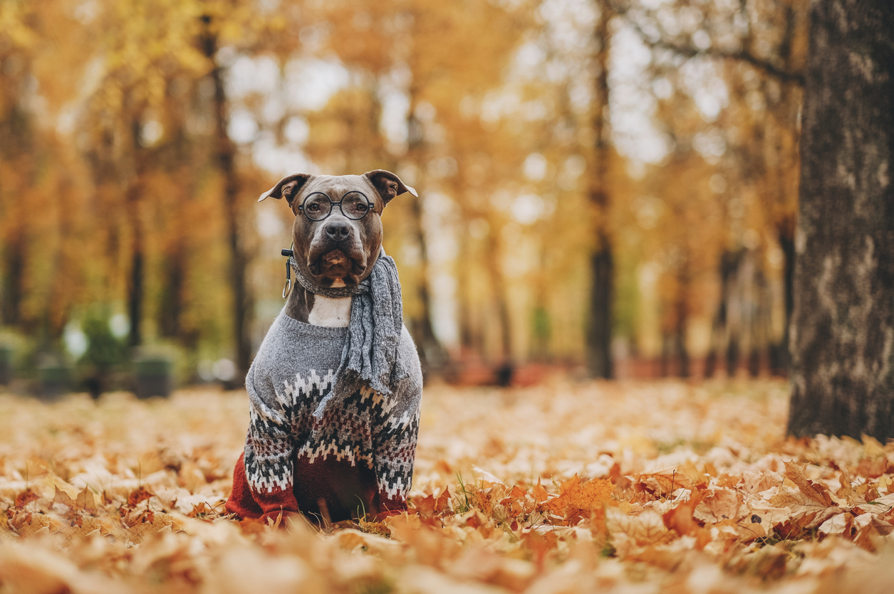 dog wearing sweater