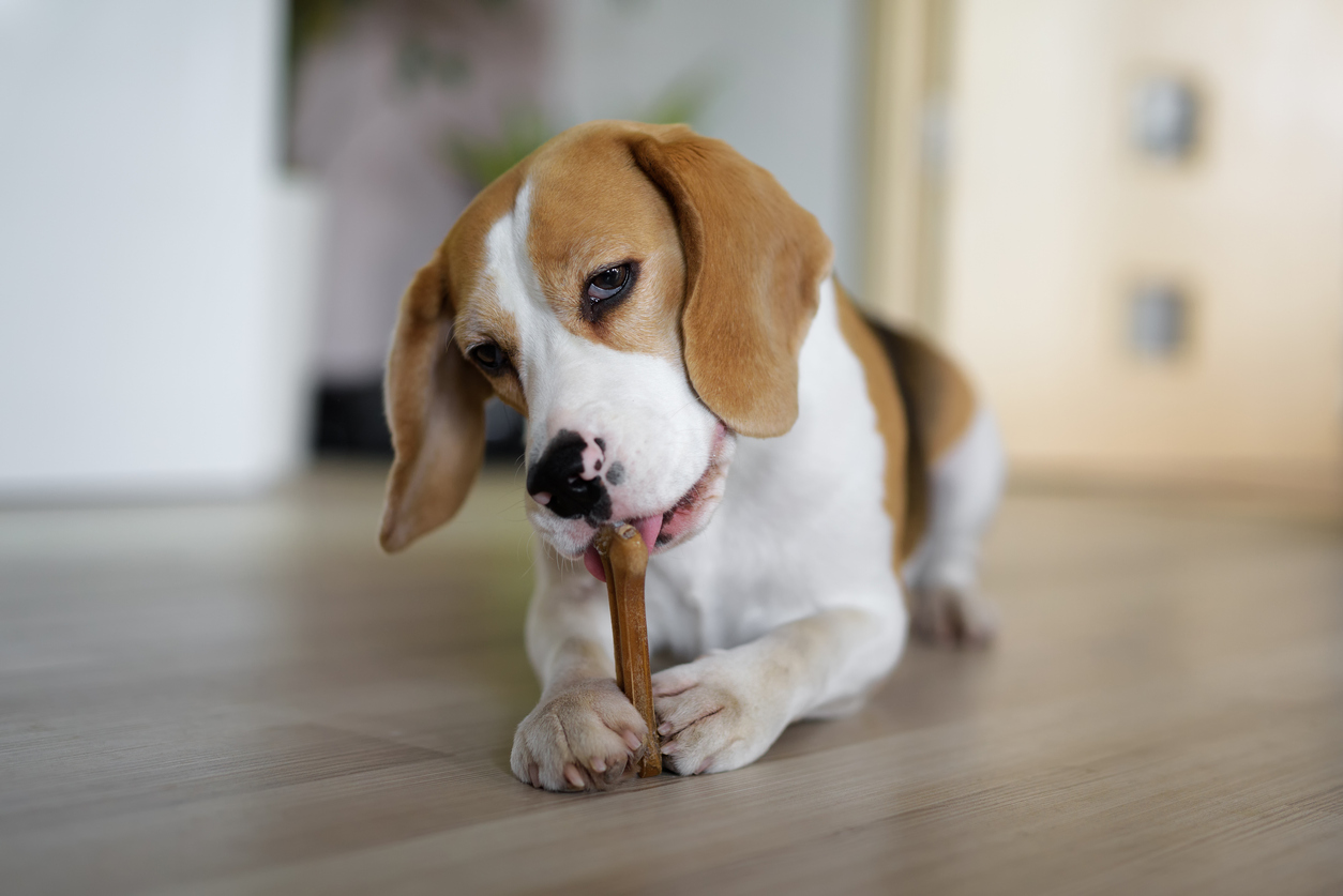 dog with teeth cleaning treats