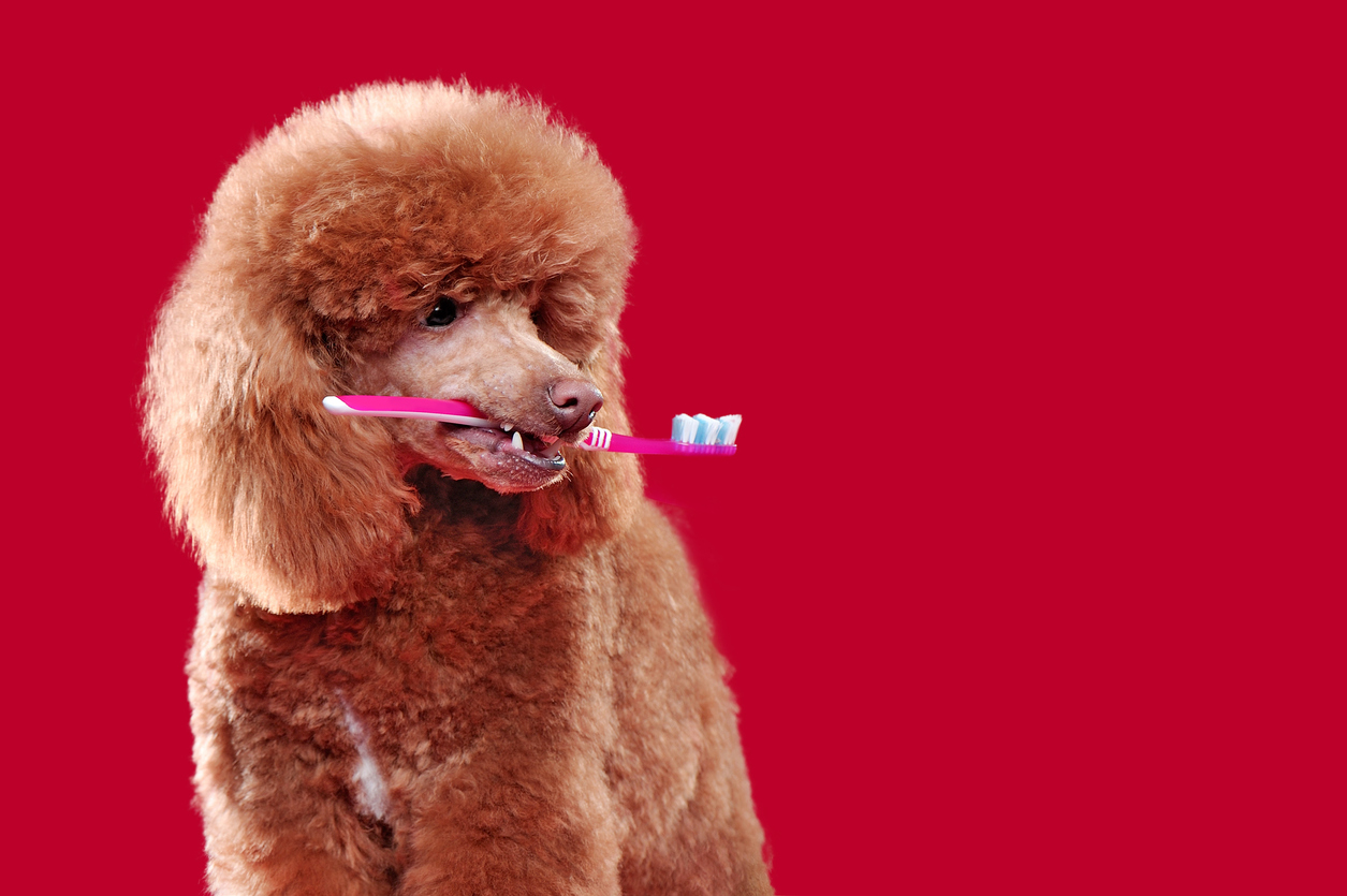 dog with toothbrush