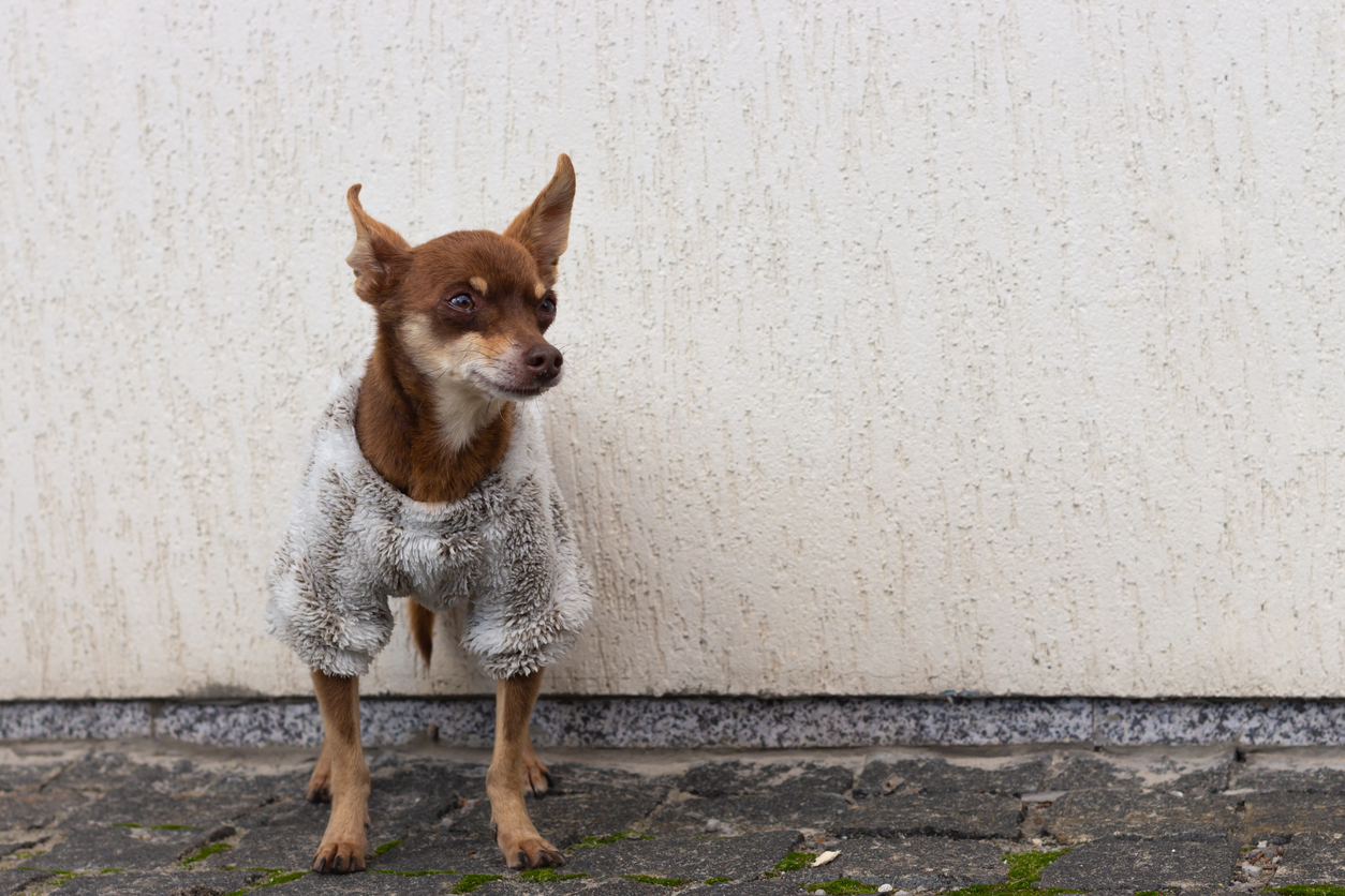 dog wearing fleece vest