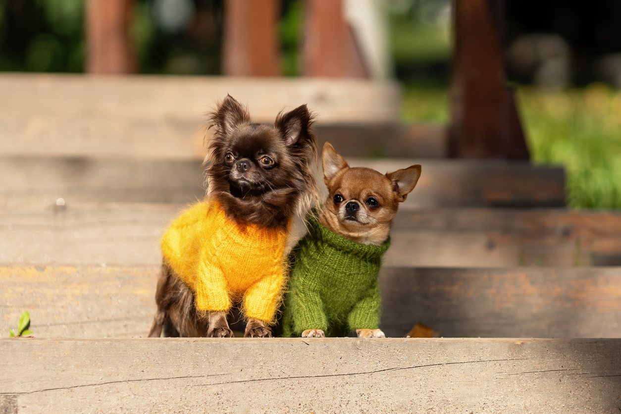 Two cute curious Chihuahua dogs wearing fashion knitted clothes sitting together outdoors