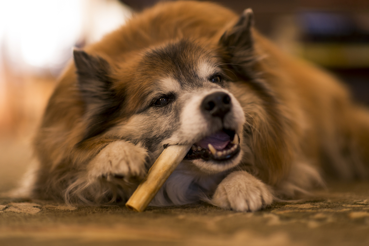 dog with teeth cleaning treats