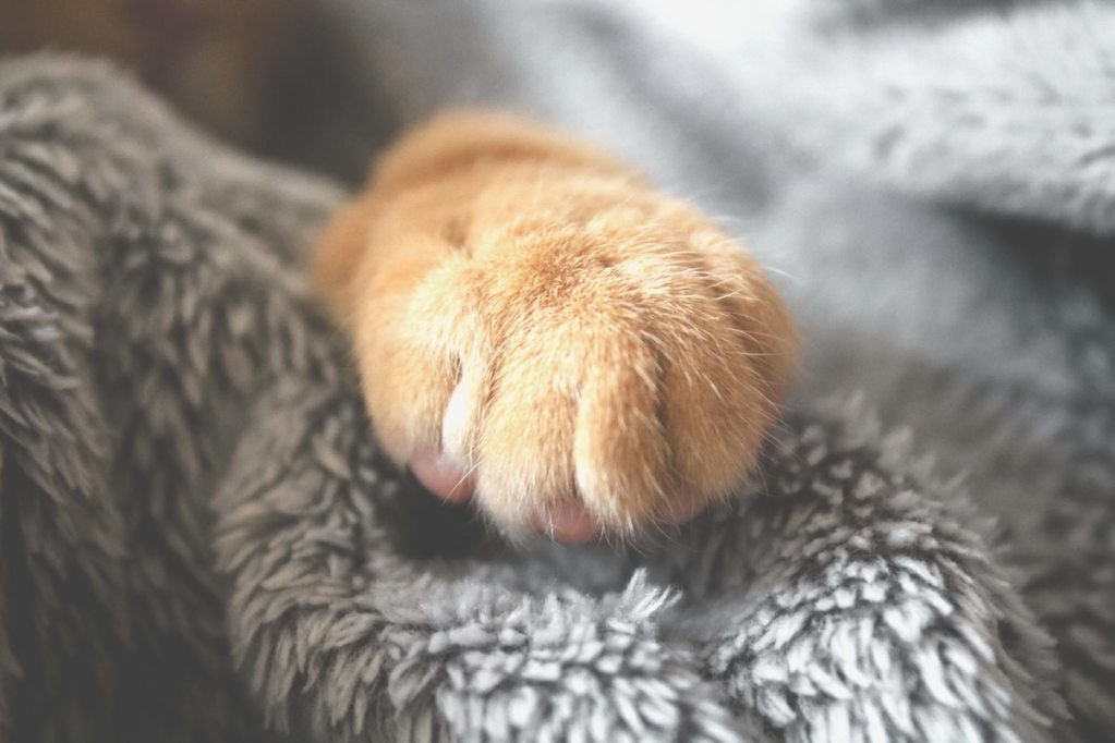 an orange cat with a fuzzy paw