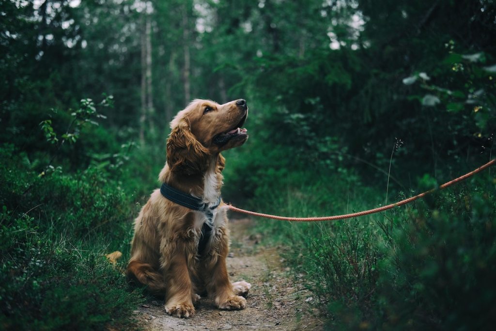 dog with curly coat on leash in forest