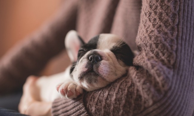 A small puppy sleeps in their owner's arms