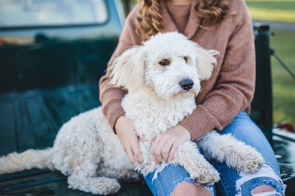 A woman holds a white Poodle mix dog while sitting on the back of a pickup