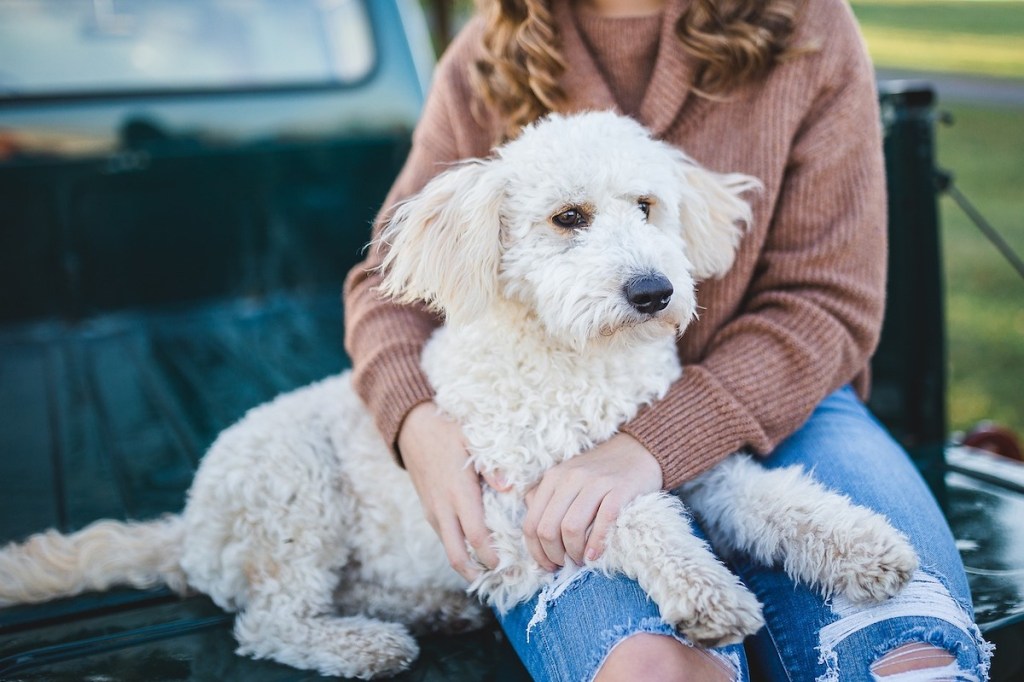 A woman holds a white Poodle mix dog while sitting on the back of a pickup