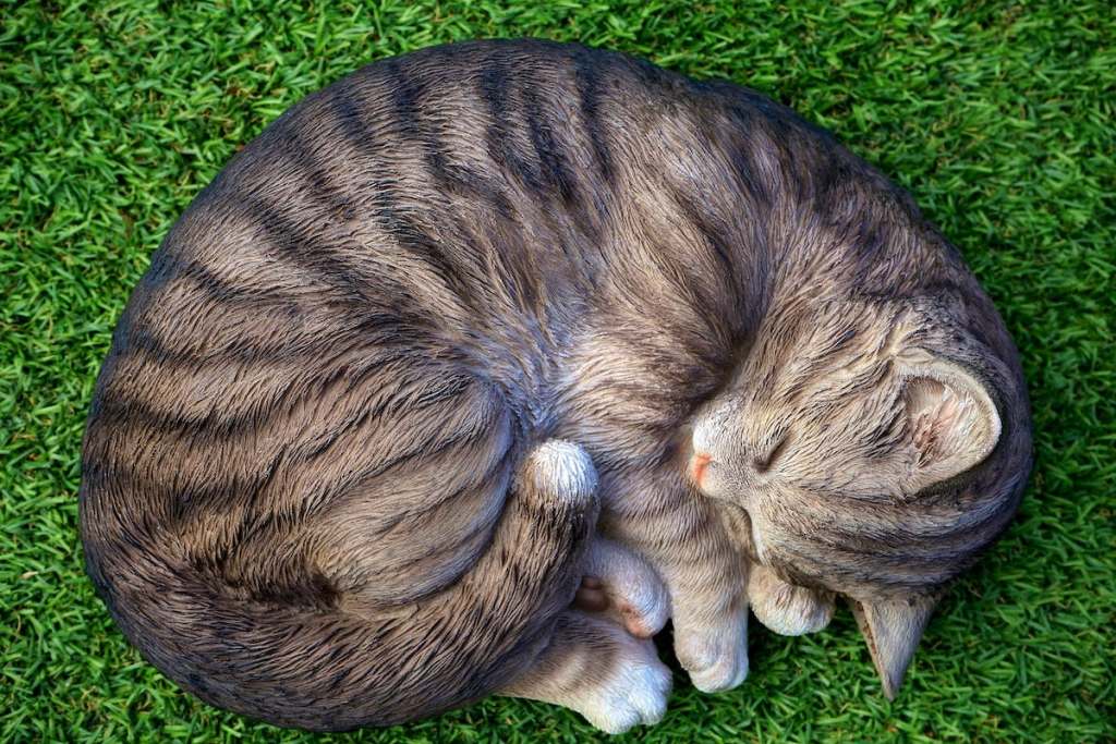 Cat curled up in a ball while sleeping in grass