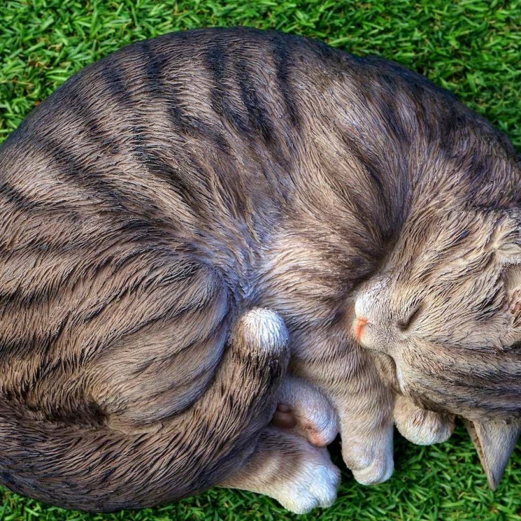 Cat curled up in a ball while sleeping in grass
