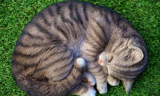 Cat curled up in a ball while sleeping in grass