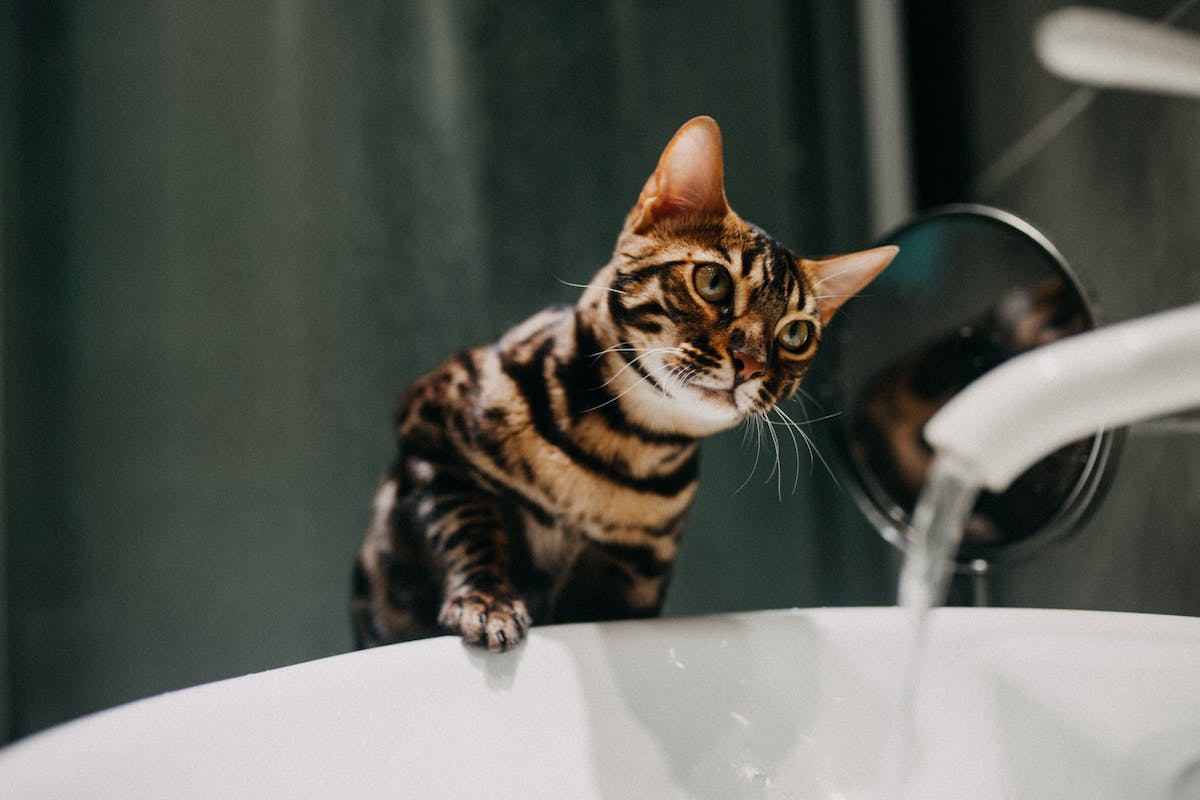A cat stares at the running sink carefully