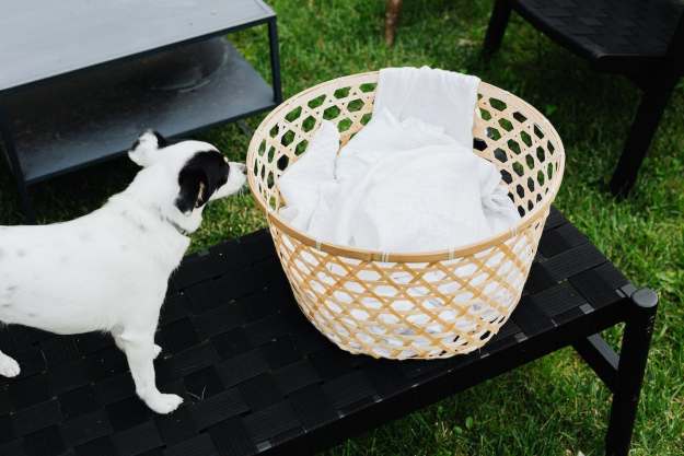 Dog stares at a basket of laundry