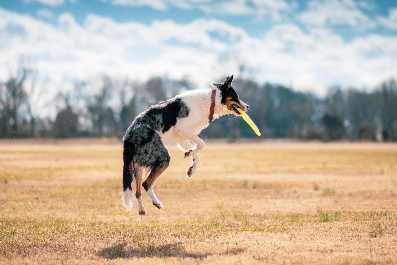 A cattle dog catching a frisbee mid-air