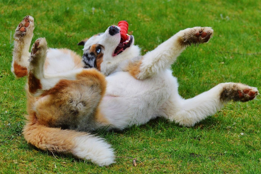 A dog rolling in the grass with a red chew toy