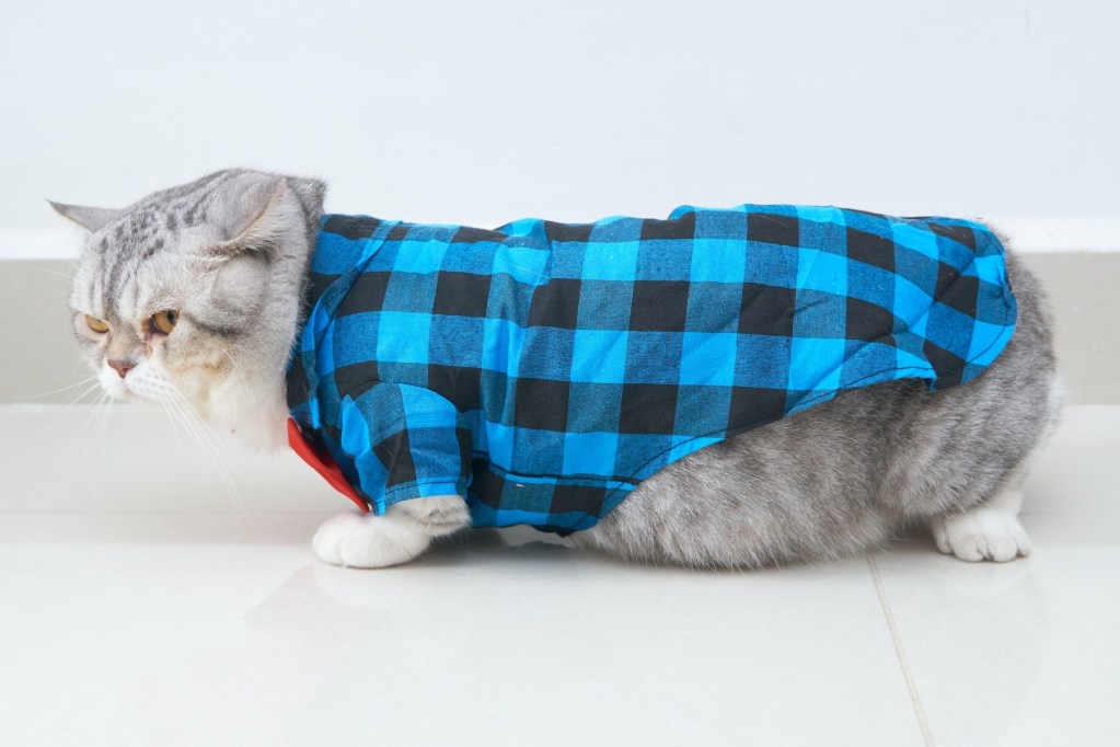 A gray cat in a blue checkered shirt