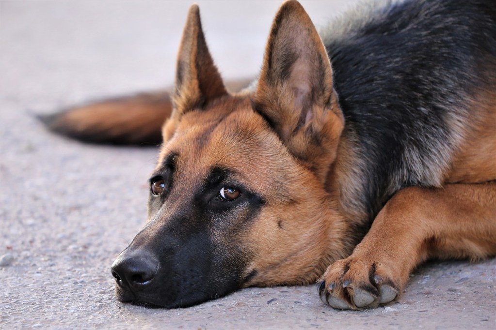 A german shepherd staring sadly at the camera