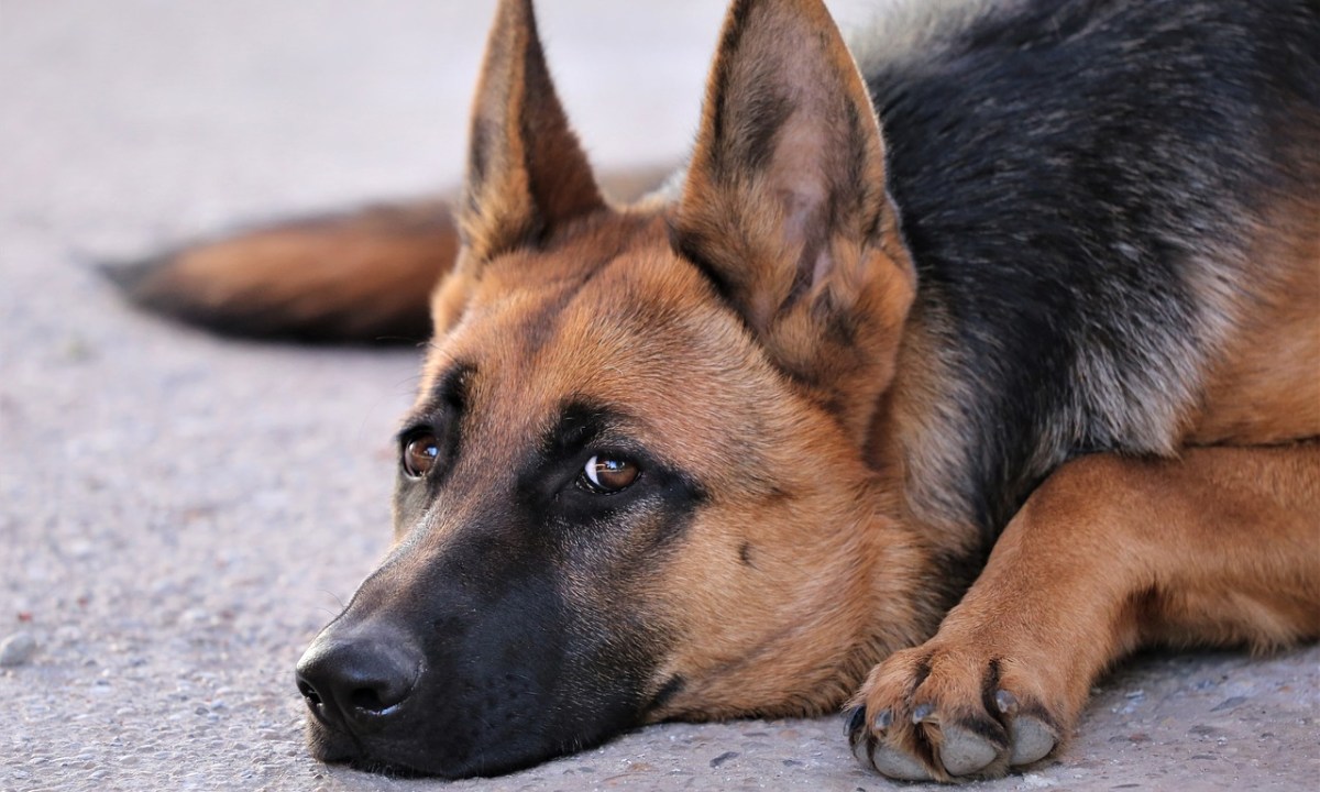 A german shepherd staring sadly at the camera