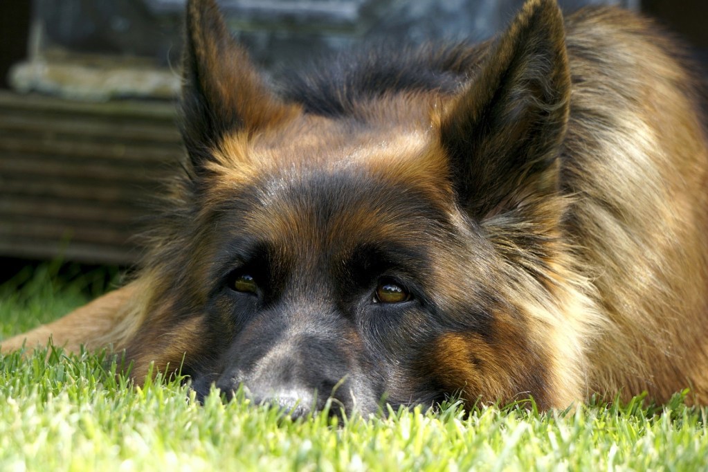 A fluffy german shepherd laying in the grass looking sad