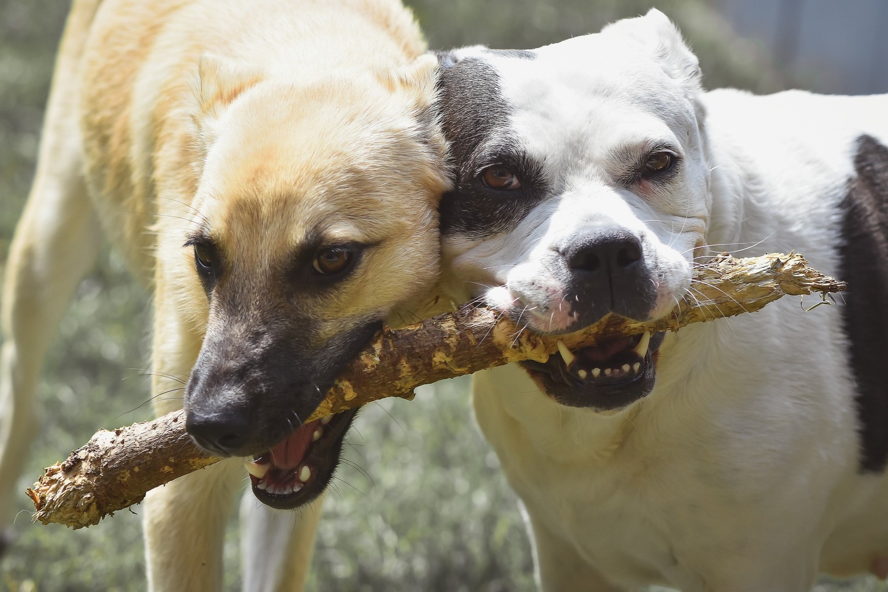 Two dogs chewing on the same stick