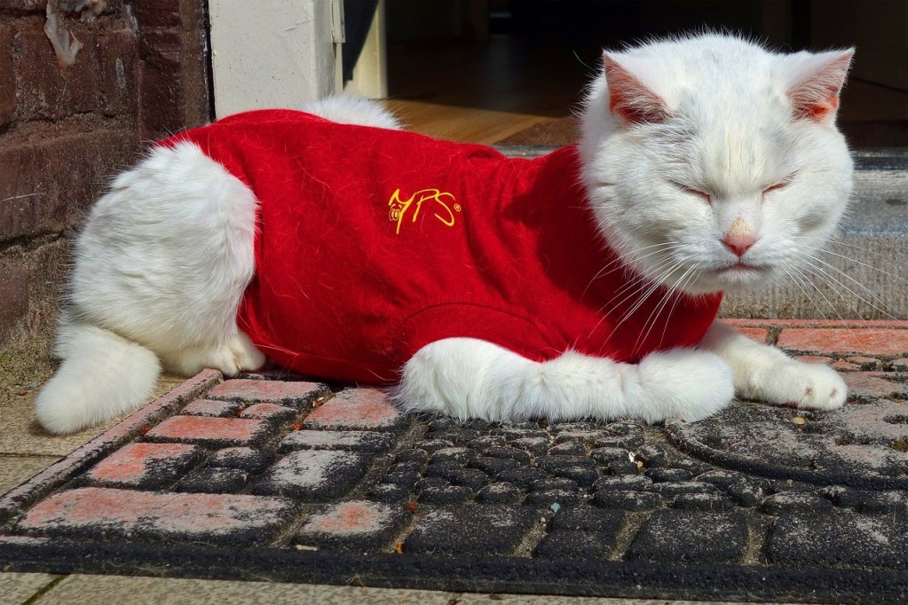 A white cat in a red shirt
