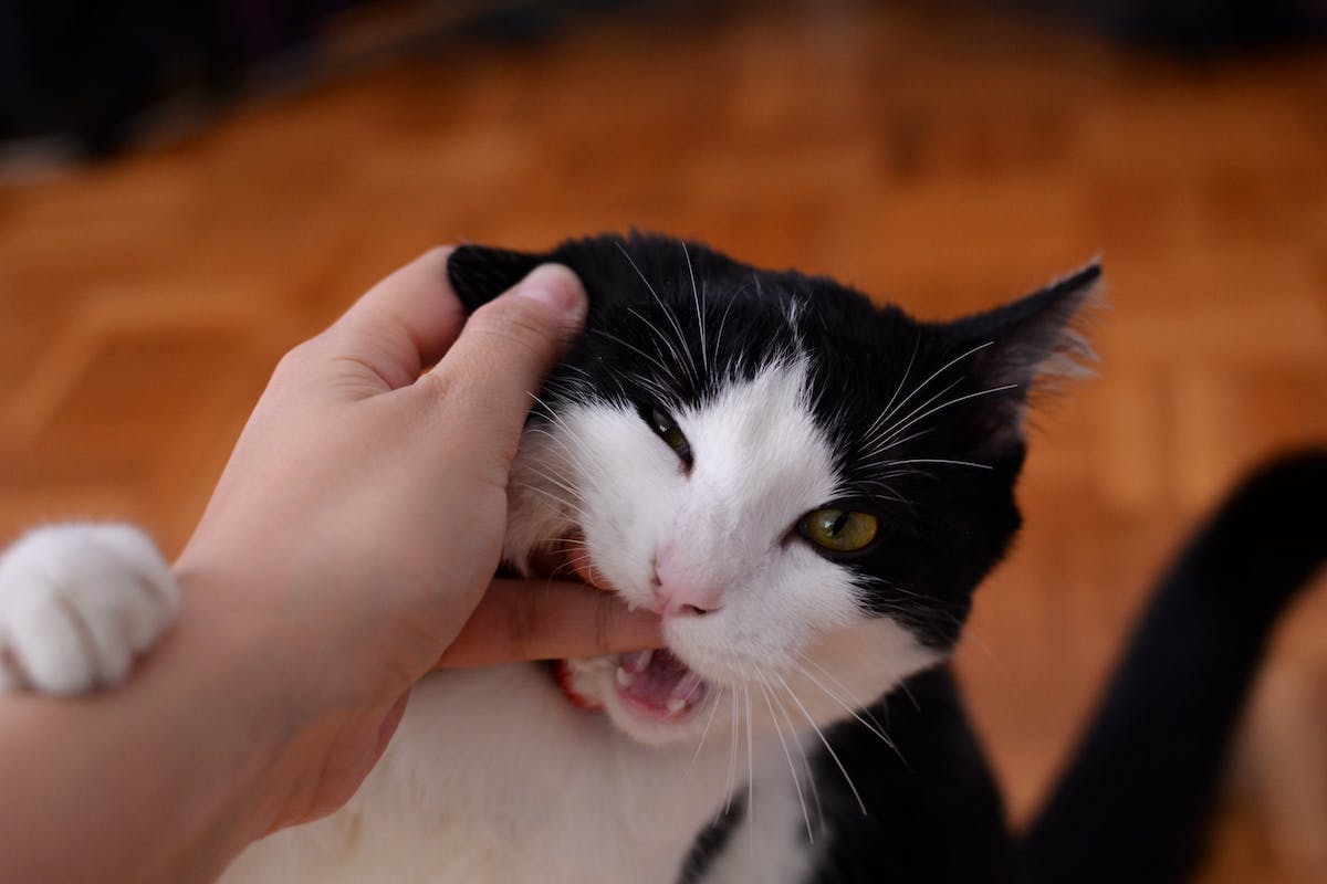 A black and white cat chomps on a hand
