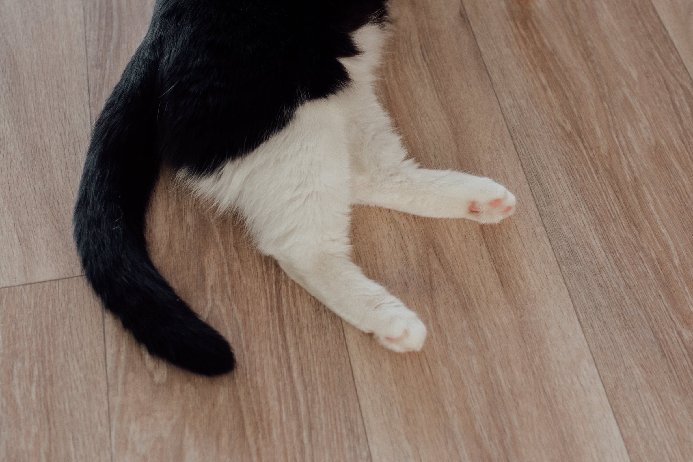 A black and white cat's lower body as they lie on hardwood floor