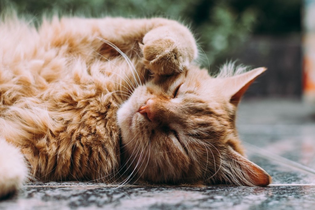 A cat lies on her back kneading