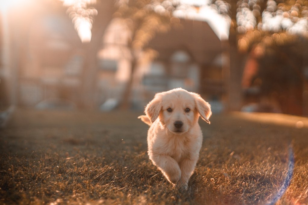 A small golden puppy runs across a yard