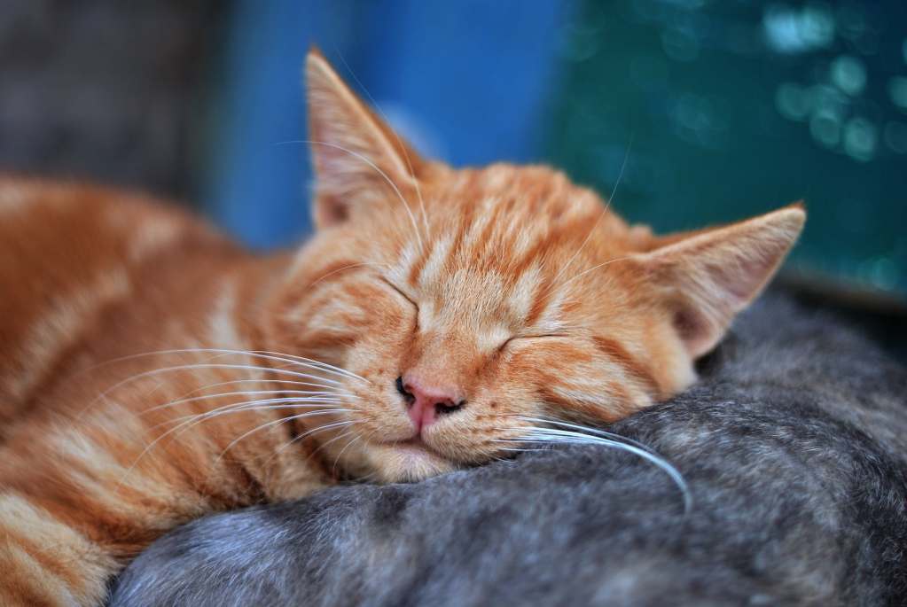 An orange tabby cat sleeps with their eyes closed