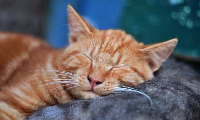 An orange tabby cat sleeps with their eyes closed
