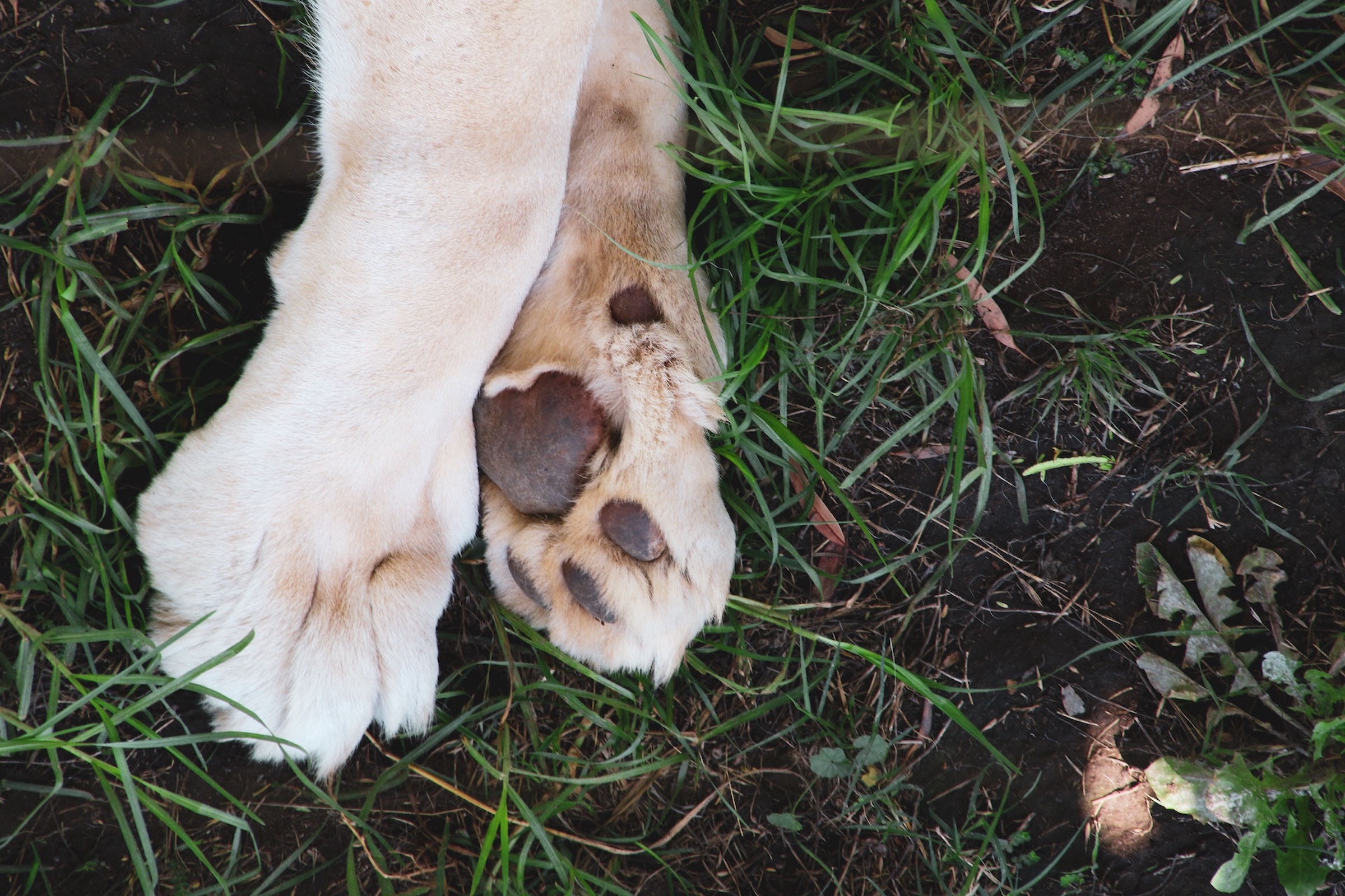 A puppy's paws crossed in the grass