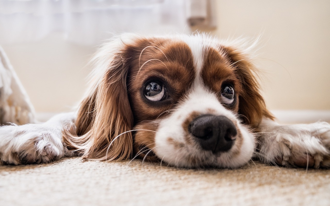 A dog lies on the floor making sad eyes up at the camera