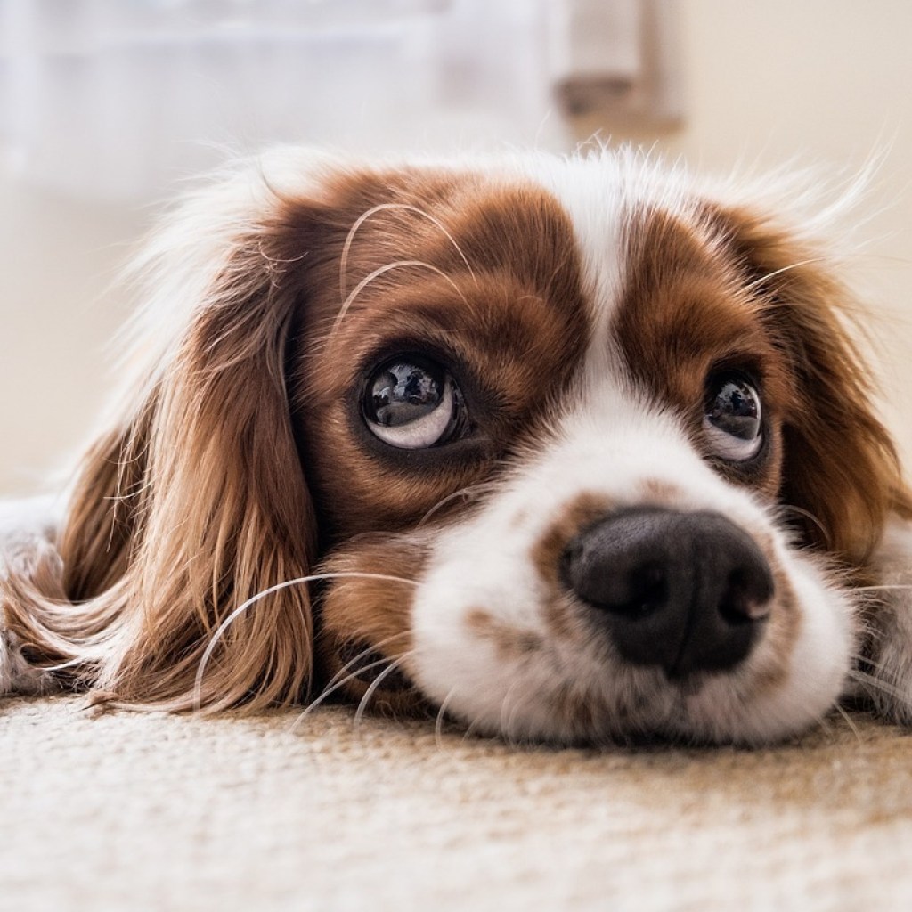 A dog lies on the floor making sad eyes up at the camera
