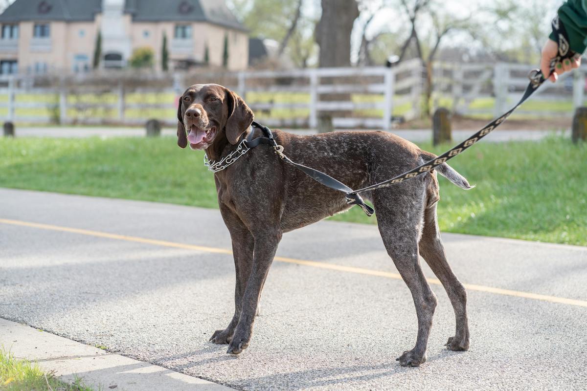 german shorthaired pointer on a leash
