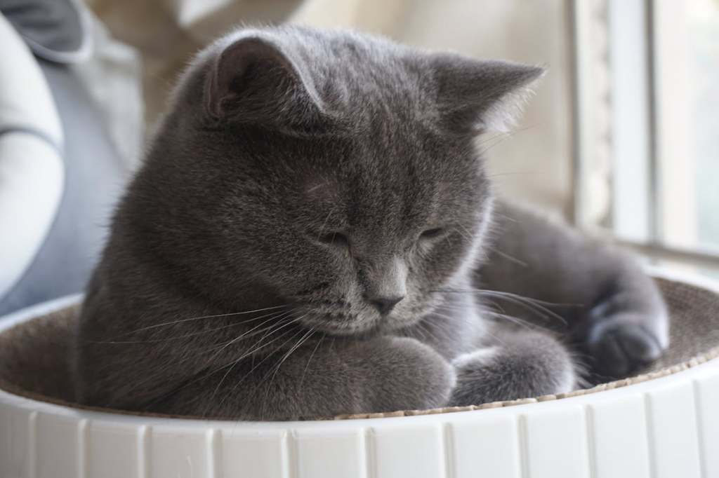 a cat in an elevated bed