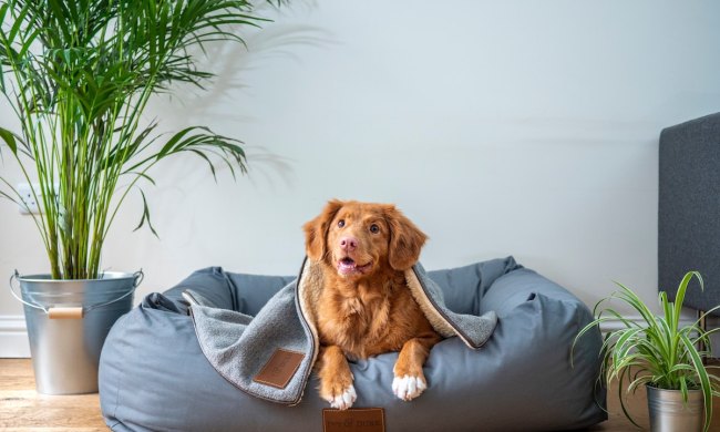 A brown dog in a dog bed