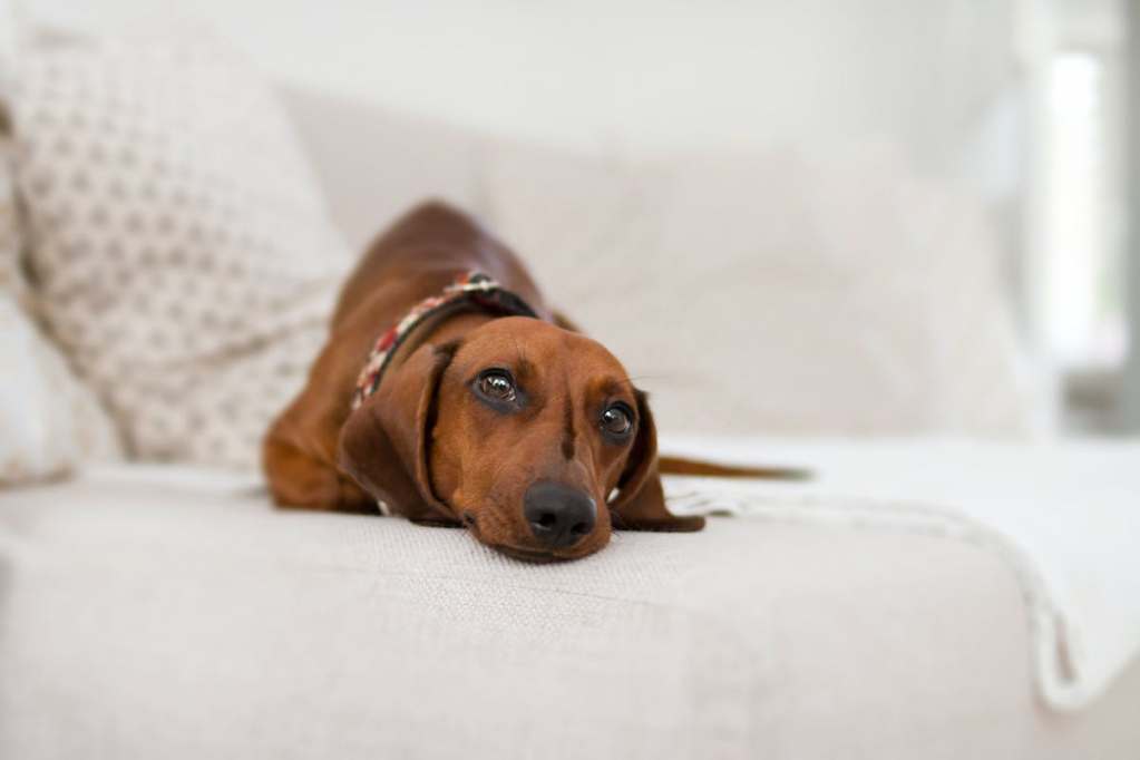 a tan dog lying on a white couch