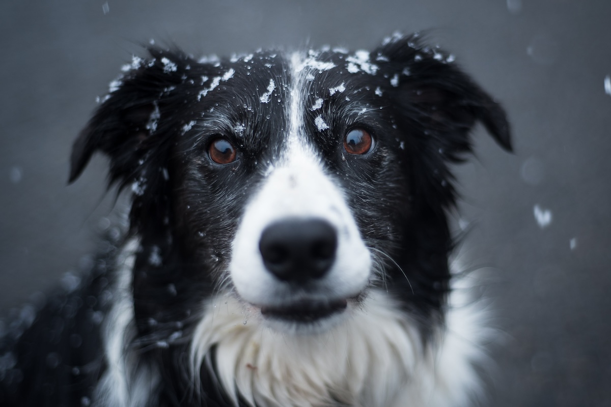 black white border collie in snow