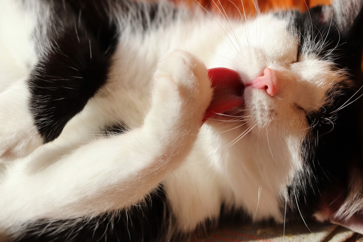 Why do cats lick each other? PawTracks